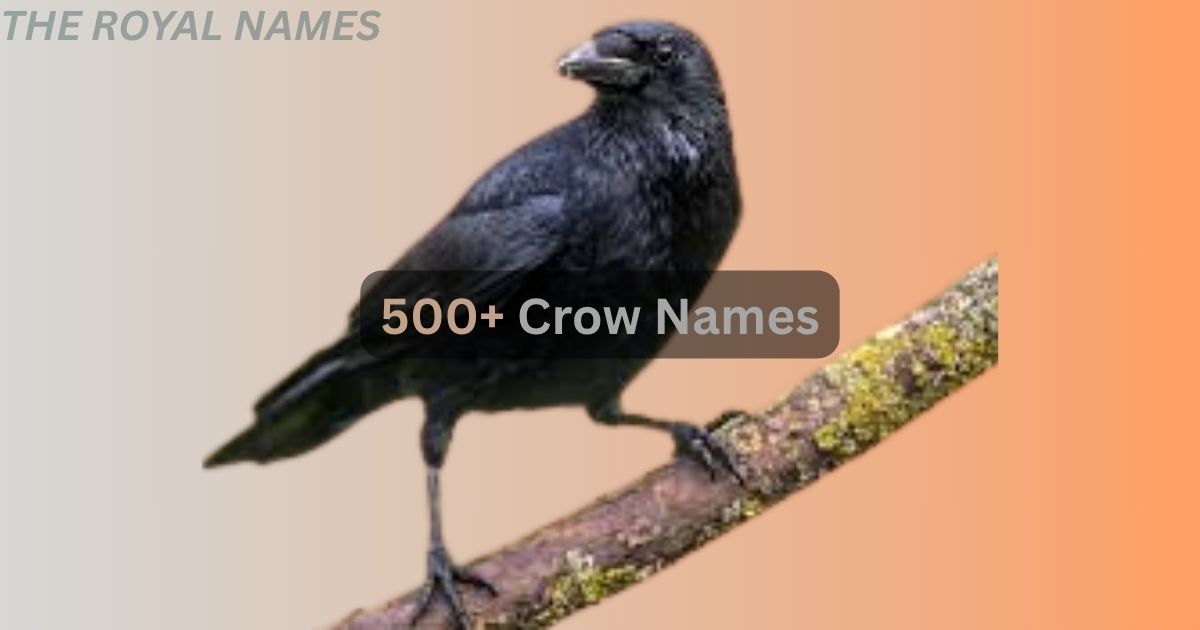 500+ Crow Names: Funny, Catchy, Mythical and Famous Names