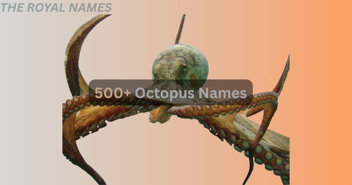 500+ Octopus Names: Cool , Popular and Funny Octopus Names