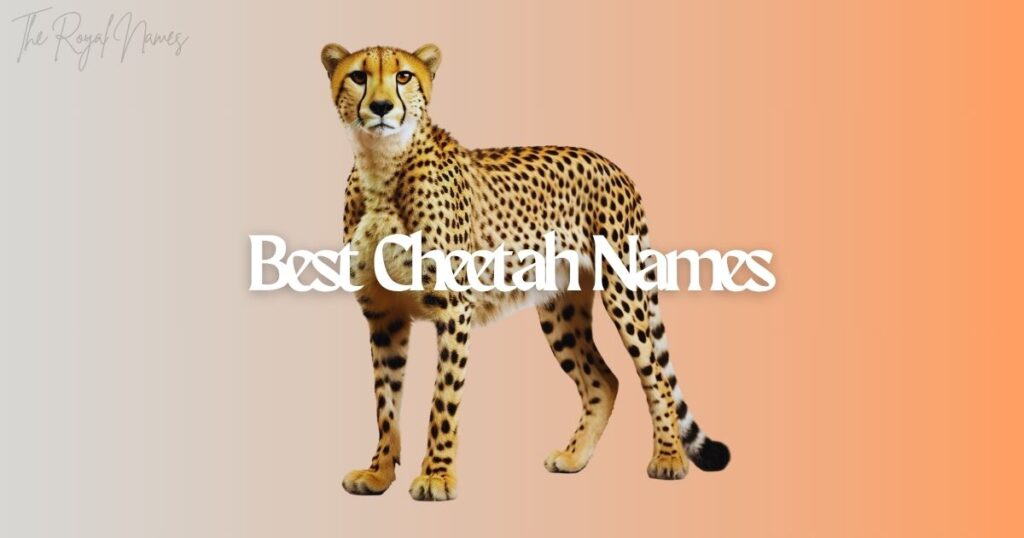Best Cheetah Names
