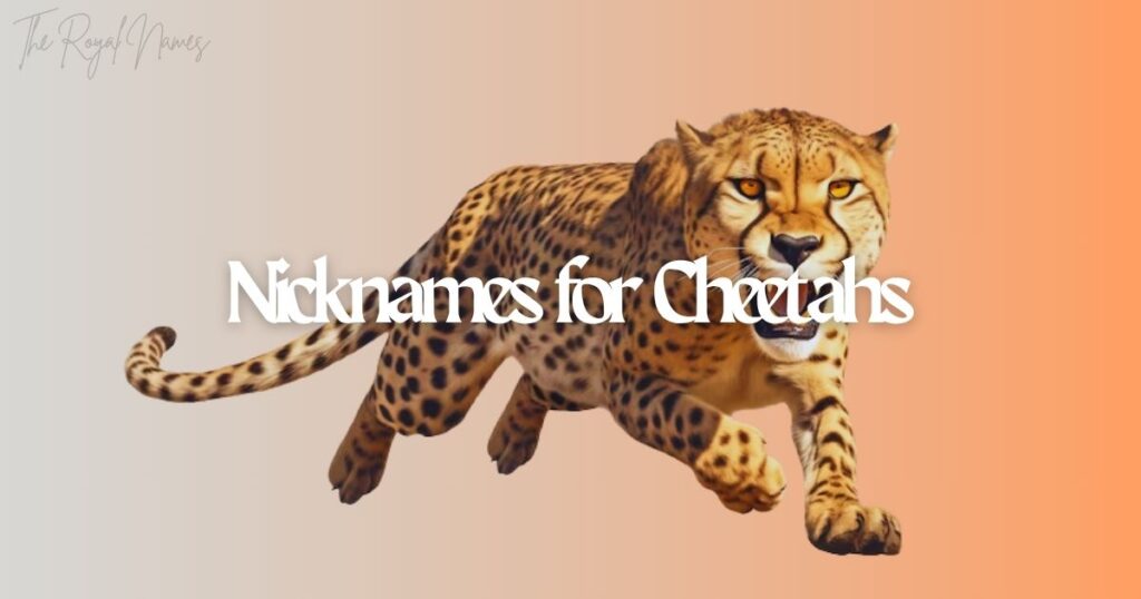 Nicknames for Cheetahs