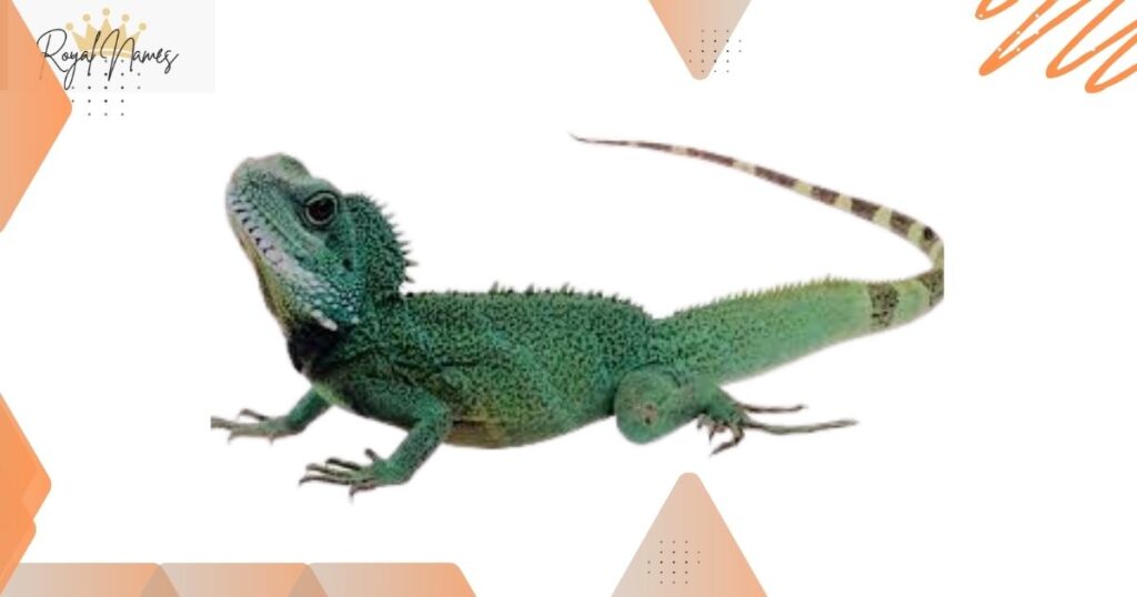 Amazing Lizard Names