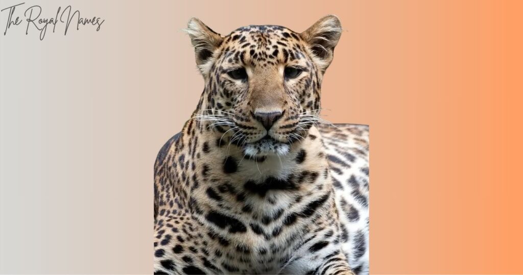 Best Animals that Start with J