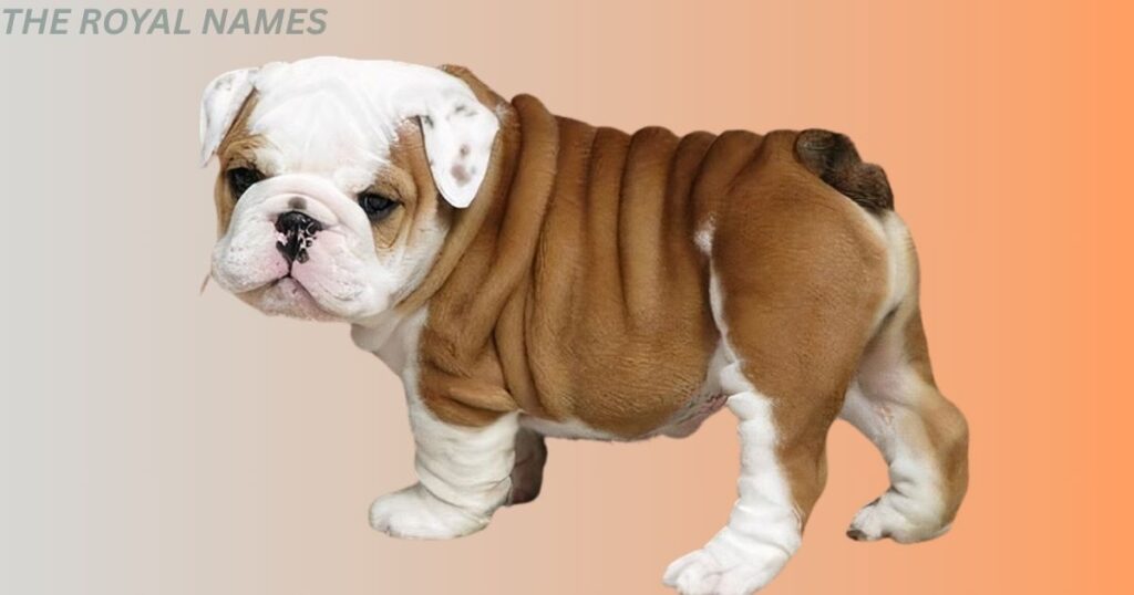 Cute Bull Dog 
