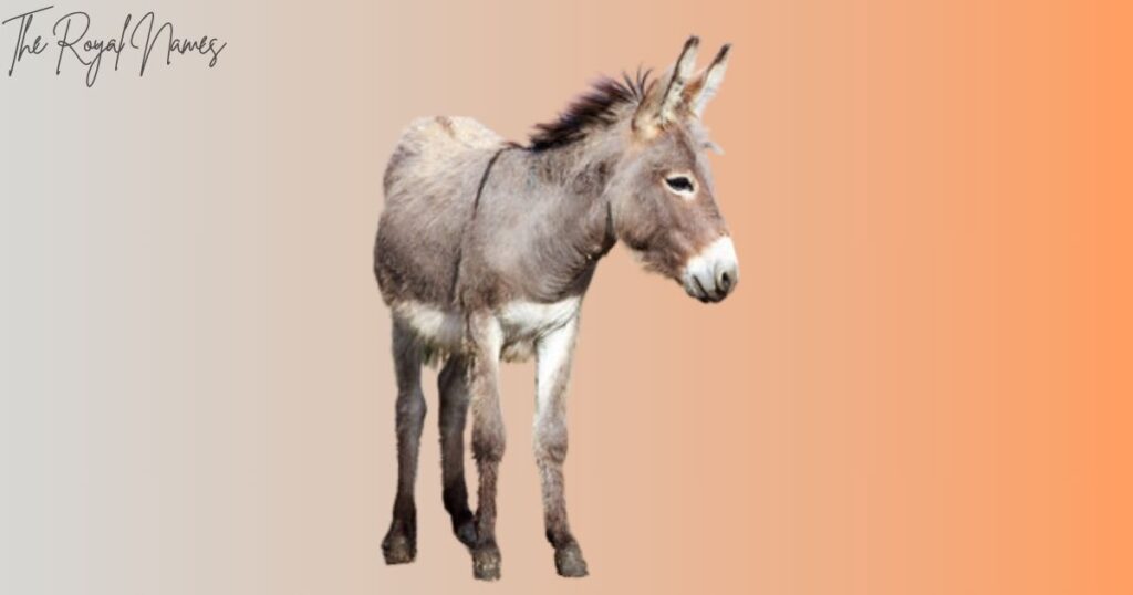 Cute Donkey Names
