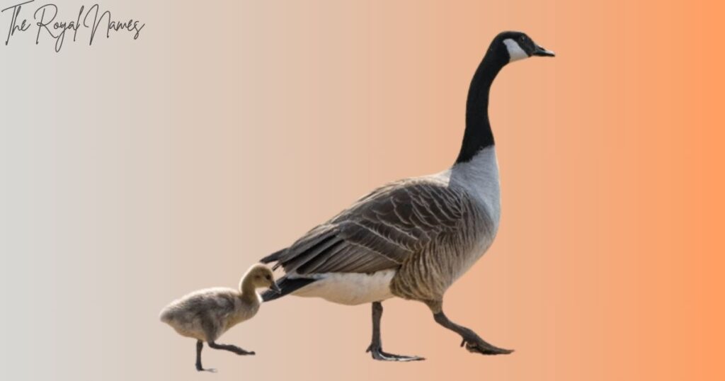 Cute Goose Names