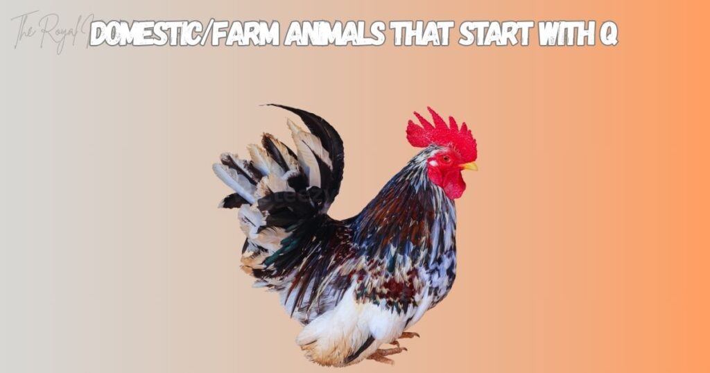 Domestic_Farm Animals That Start With Q