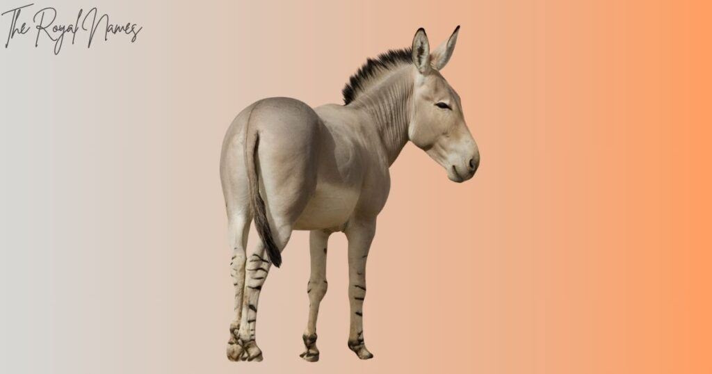 Female Donkey Names