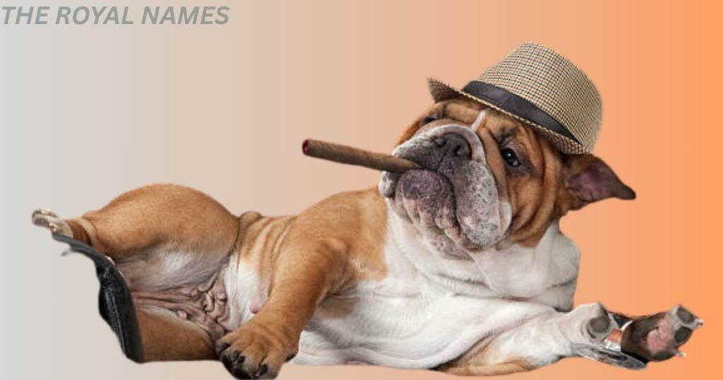 Funny Bulldog 