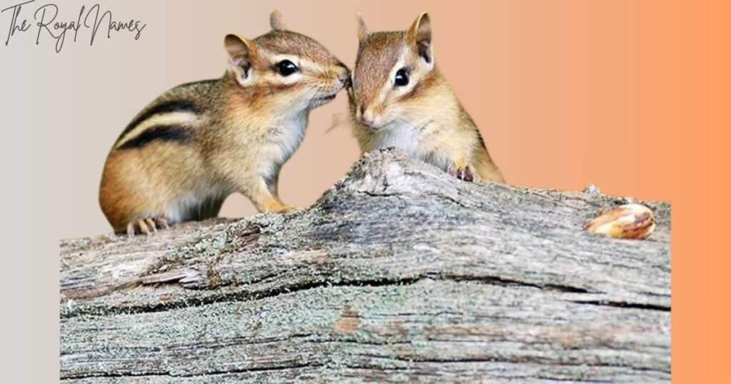 Funny Chipmunk Names