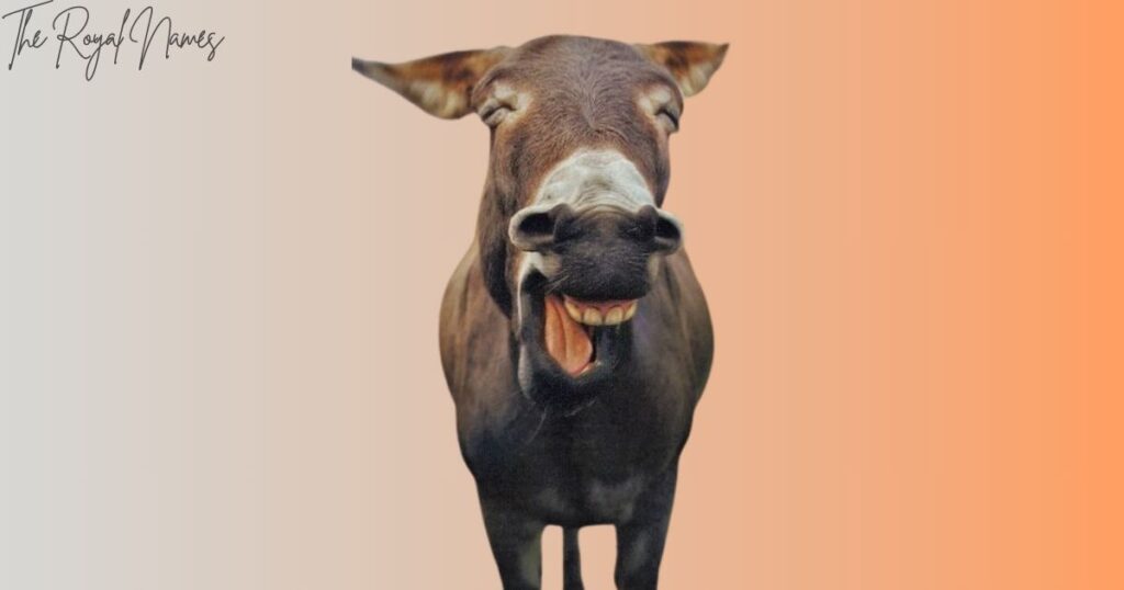 Funny Donkey Names