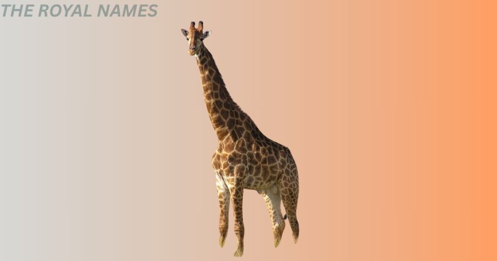 Funny Giraffe Names