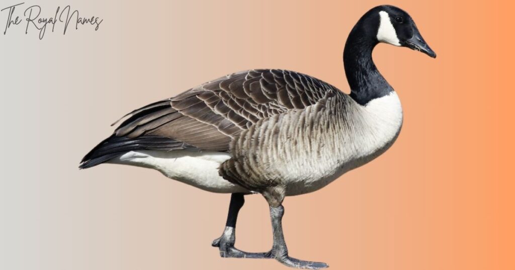 Funny Goose Names
