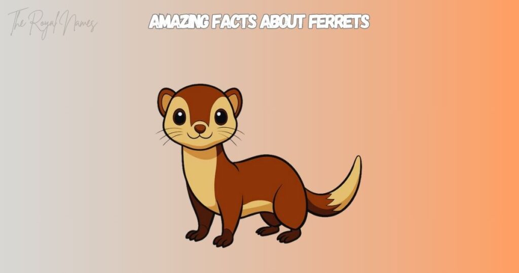 Good Ferret Names