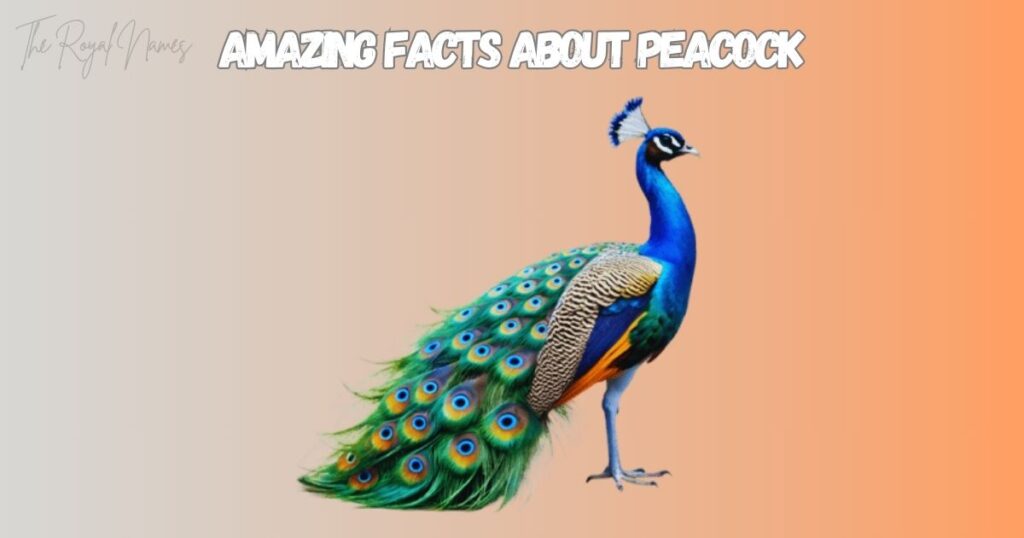 Peacock Names A-Z 