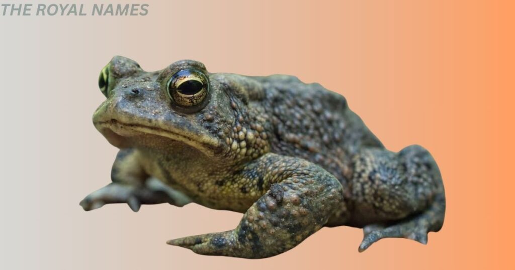 Popular Animals that Start With O