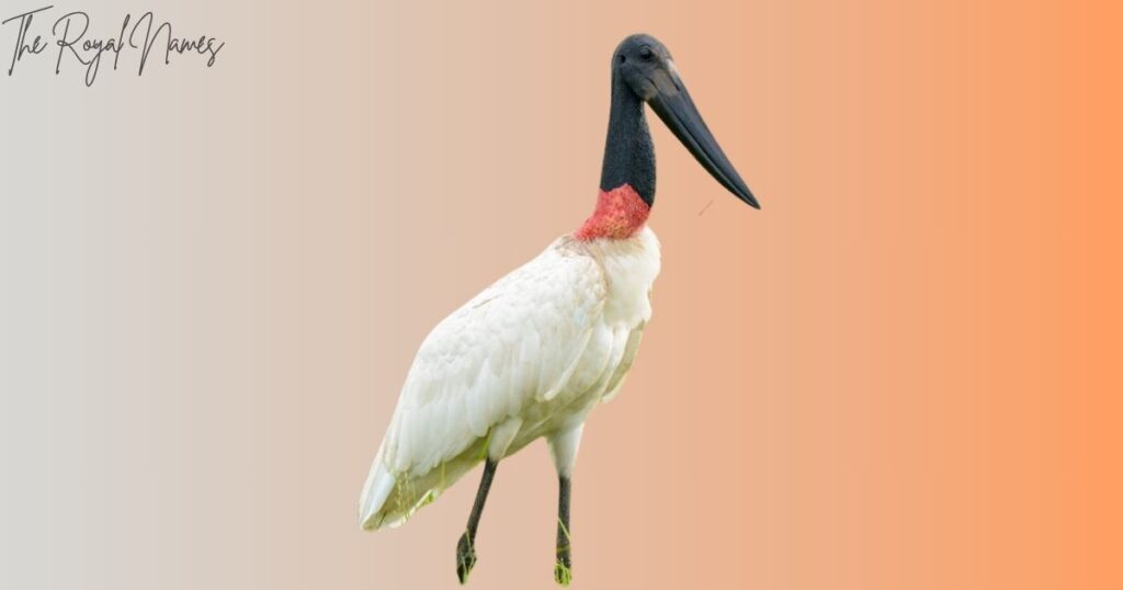 Unique Animals that Start with J