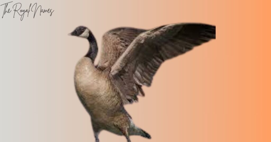 Unique Goose Names