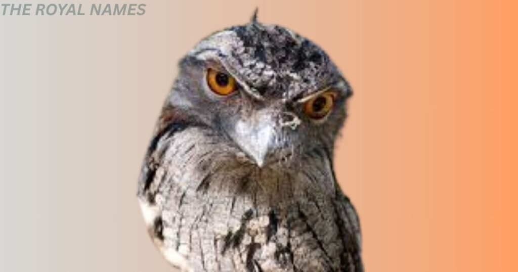 Wild Animals that Start with O