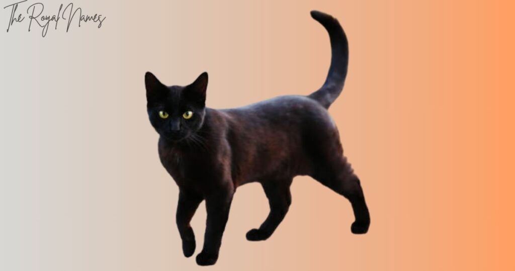 Black Cat Names