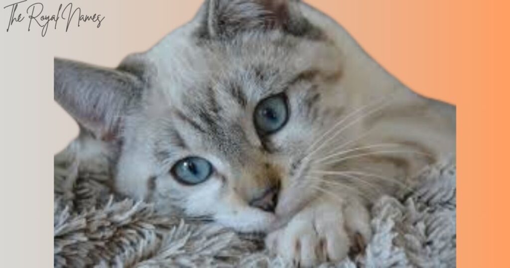 Blue Eyed Cat Names