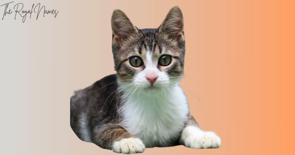 Classic Cat Names