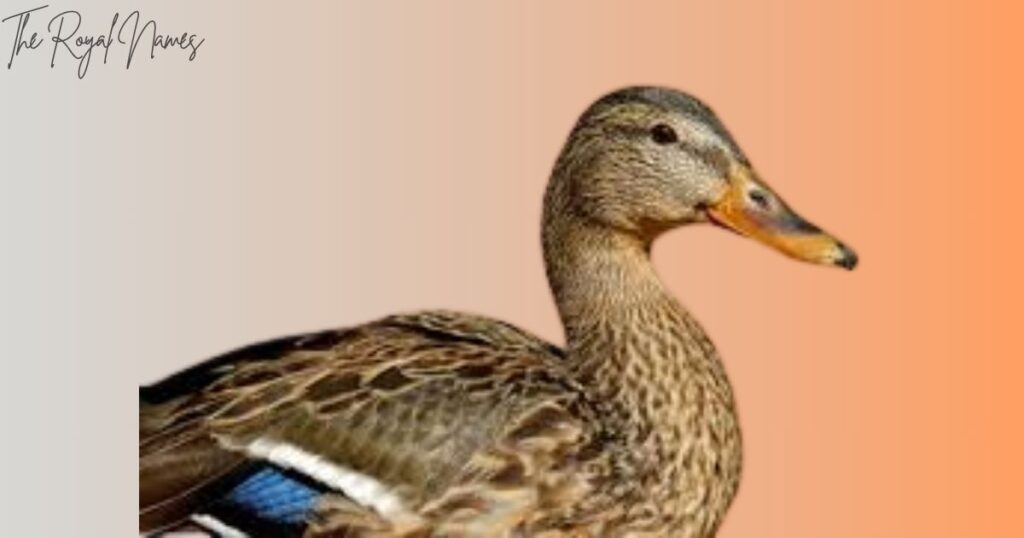 Cute Duck Names