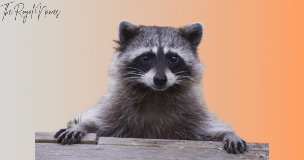 Cute Raccoon Names
