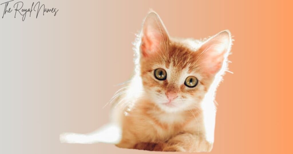 Female Cat Names