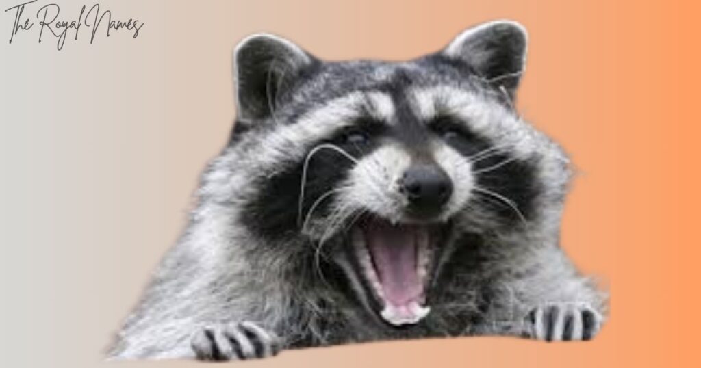 Female Raccoon Names