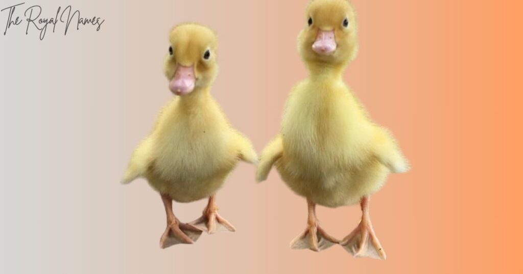 Funny Duck Names