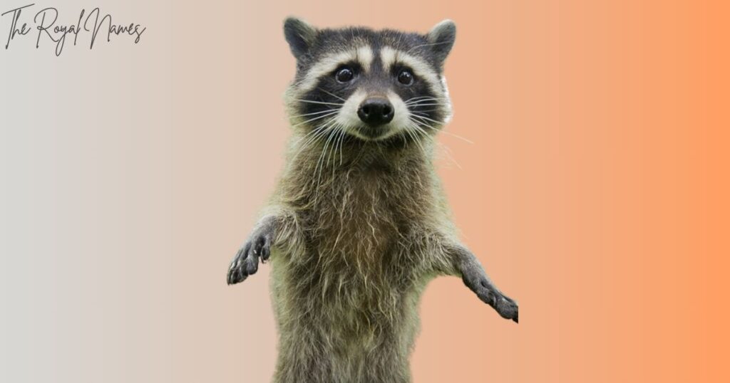 Funny Raccoon Names