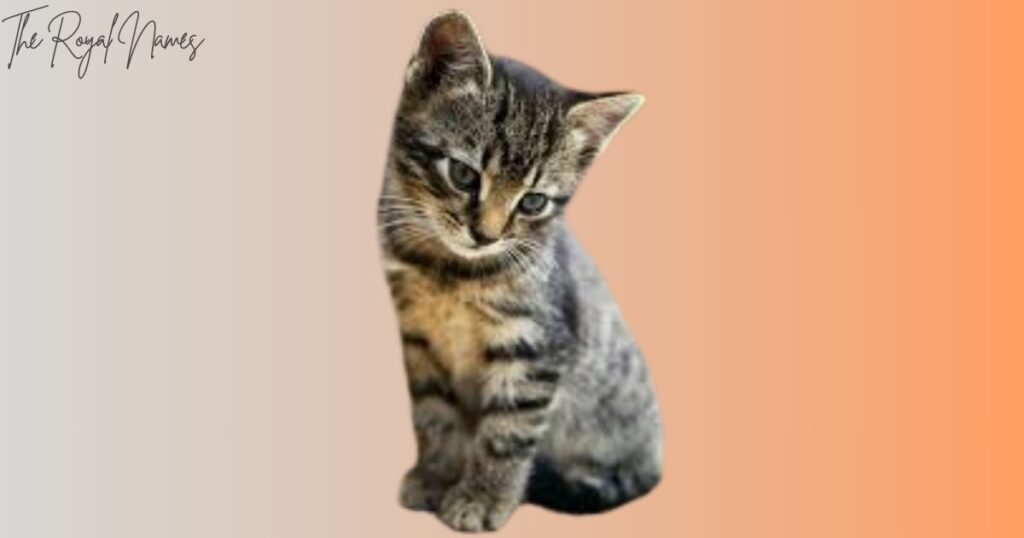 Male Cat Names
