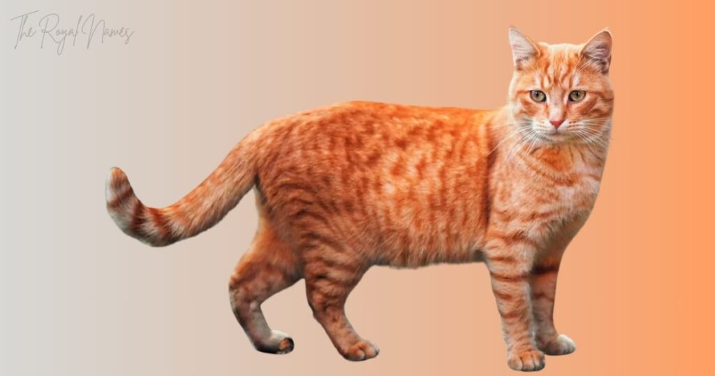 Male Orange Cat Names