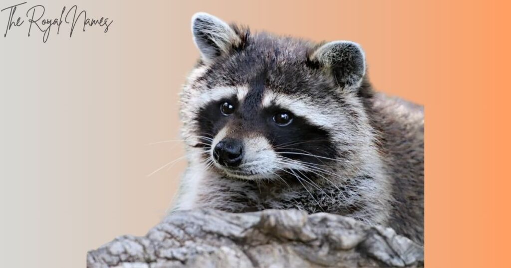 Male Raccoon Names