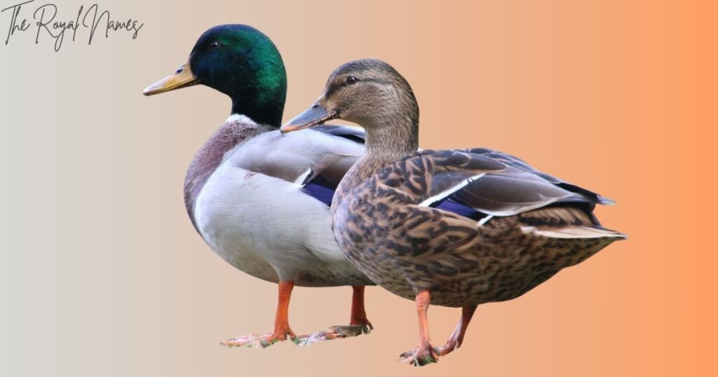 Unique Duck Names