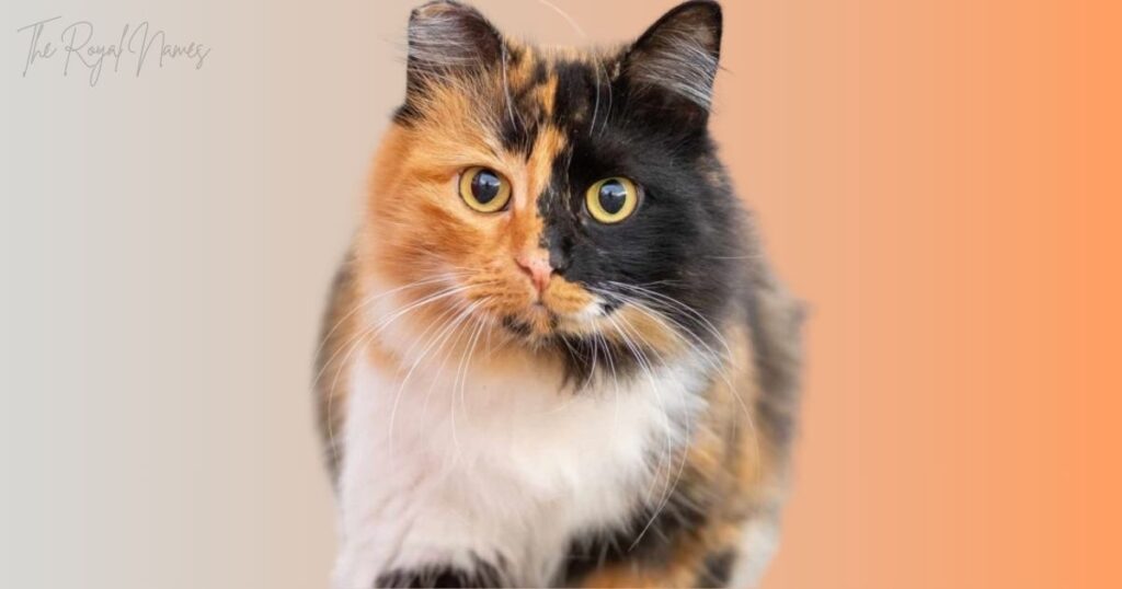 Creative Calico Cat Names