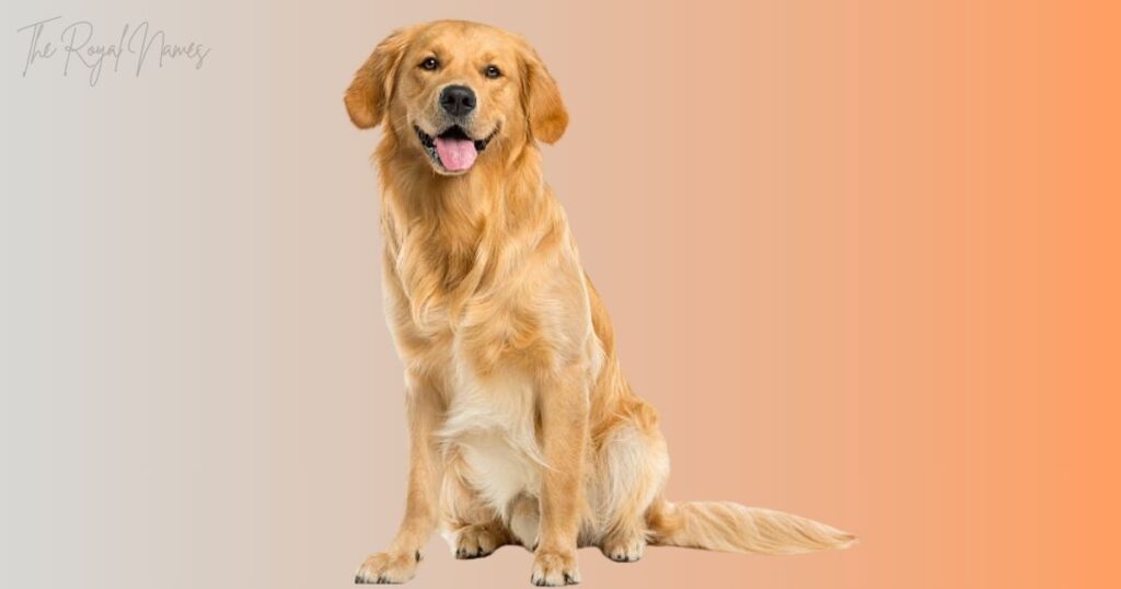 Female Brown Dog Names