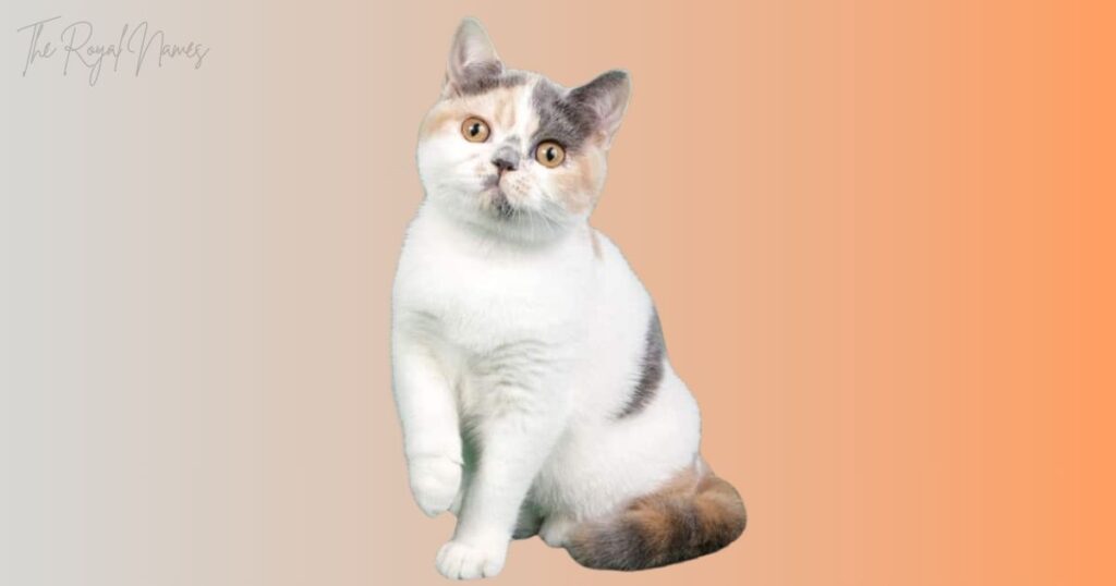 Female Calico Cat Names
