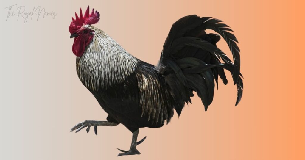 Funny Rooster Names