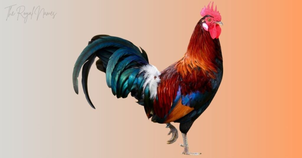 Good Rooster Names