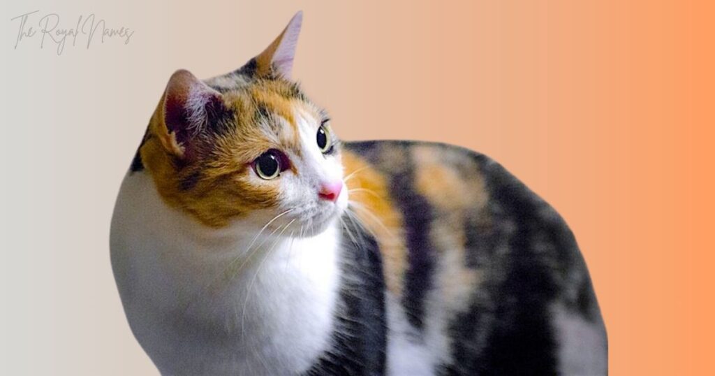Male Calico Cat Names 