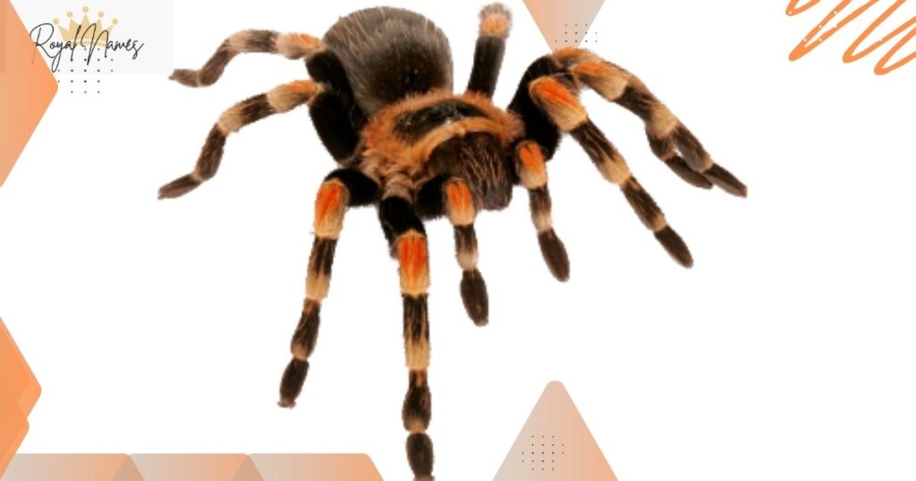 Amazing Spider Names