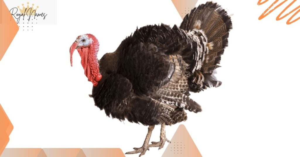 Amazing Turkey Names