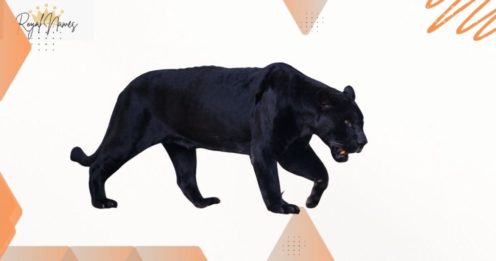 Cool Panther Names