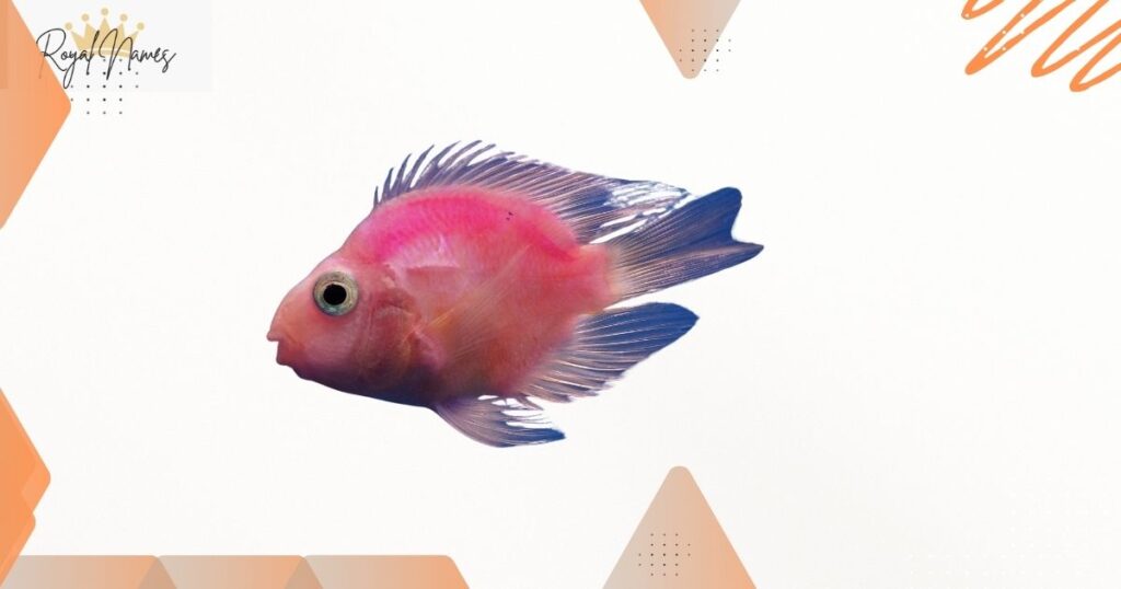 Cool Pink Fish Names