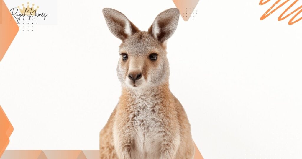 Cute Kangaroo Names