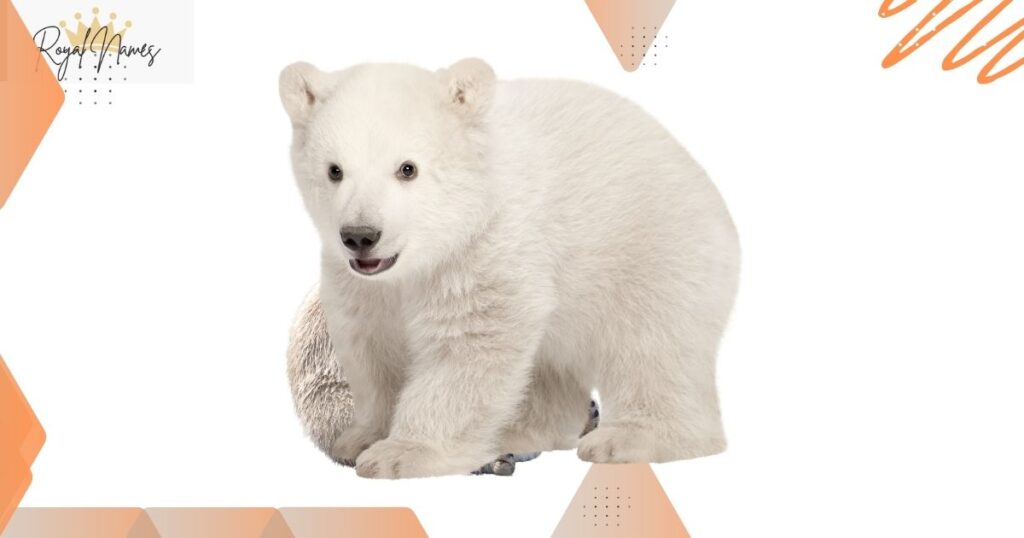 Cute Polar Bear Names