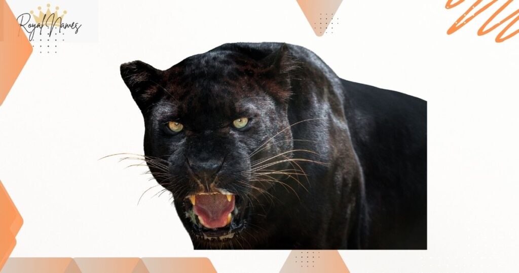 Female Panther Names