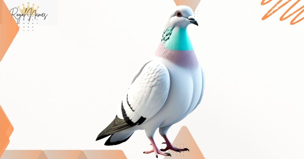 Female Pigeon Names