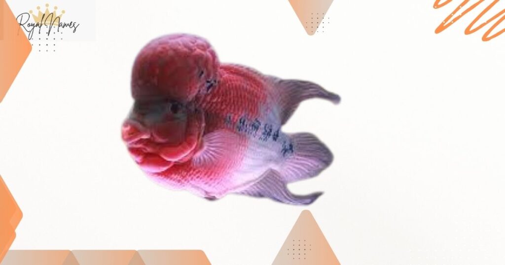 Female Pink Fish Names